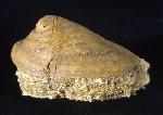 Velates perversus (GMELIN 1791) - Bild © FossNet FossilienStore